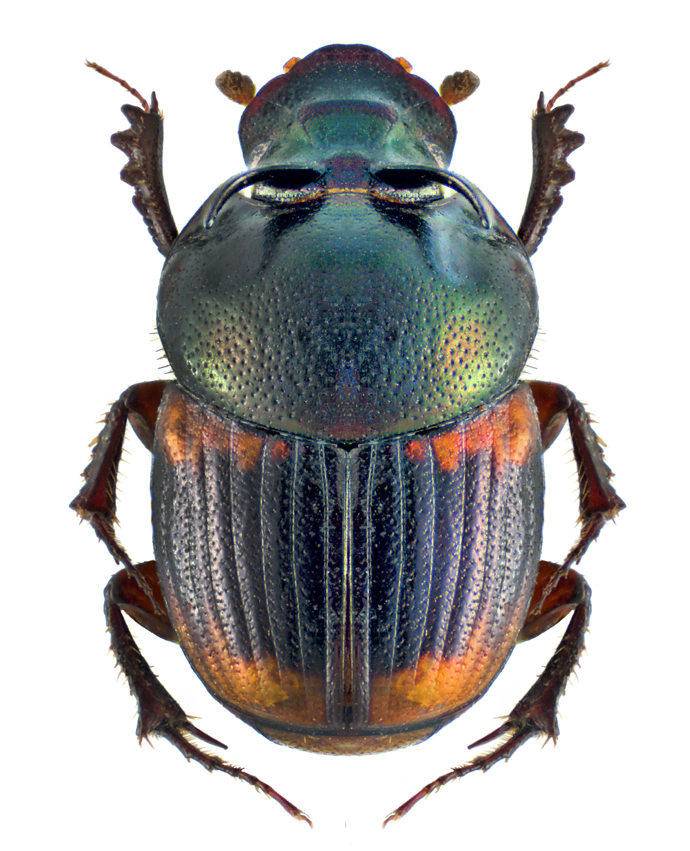 Onthophagus (Gibbonthophagus) Serves (Scarabaeidae: Dung Beetles) - Dung Beetle, Transparent background PNG HD thumbnail