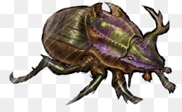 Dung beetle fighter male