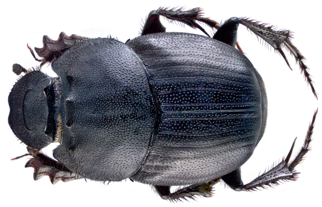 Dung Beetle Png - Ten Reasons To Fall In Love With Dung Beetles 13 May 2014 By Christopher Buddle,, Transparent background PNG HD thumbnail