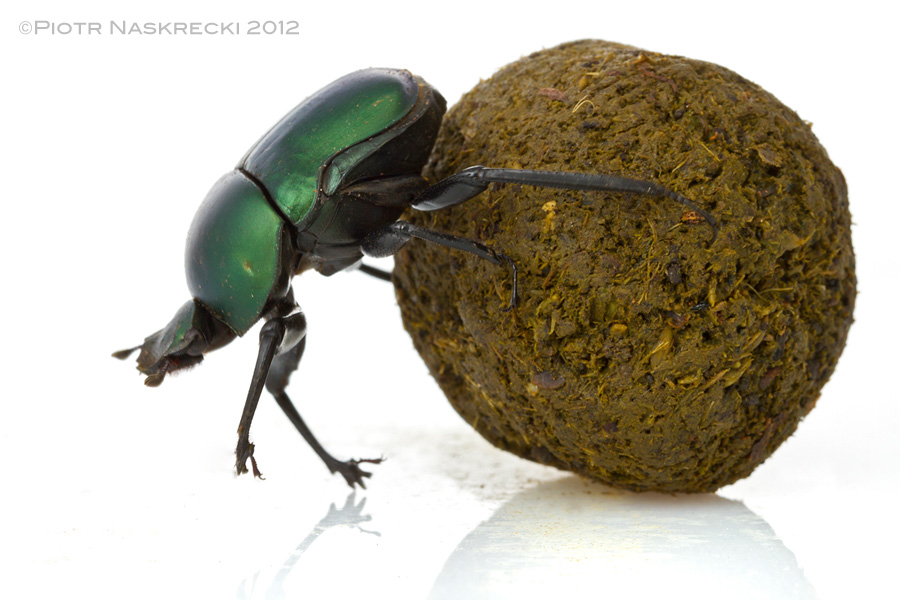 Dung Beetle Png - The Hidden Truths About Calories | Guest Blog, Scientific American ., Transparent background PNG HD thumbnail