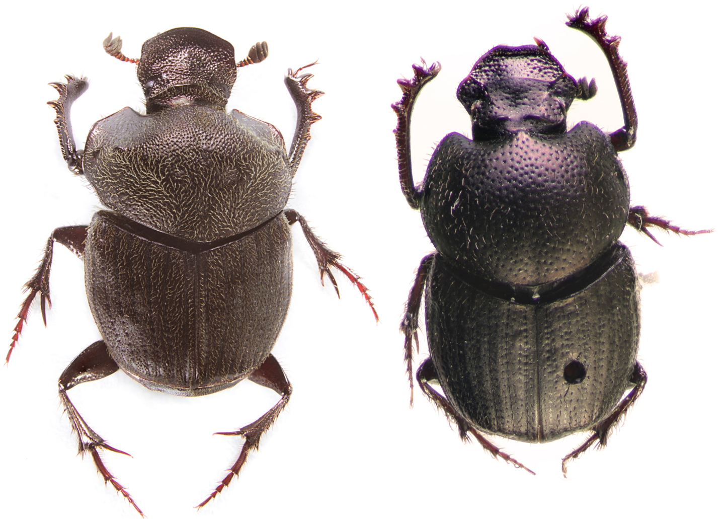 Two Brand New Dung Beetle Species From Montane Grazing Sites And Forests In Mexico - Dung Beetle, Transparent background PNG HD thumbnail