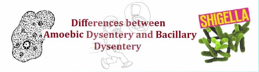 Differences Between Amoebic Dysentery And Bacillary Dysentery - Dysentery, Transparent background PNG HD thumbnail