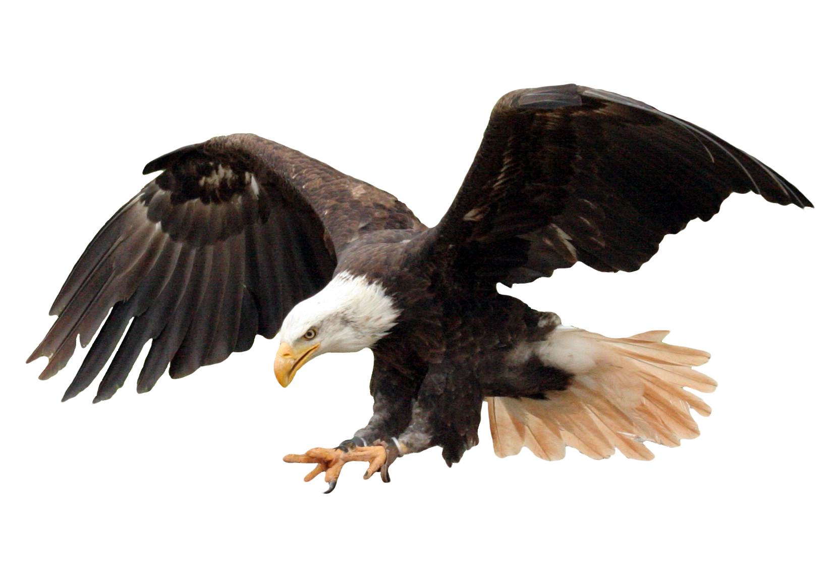 Eagle in flight Render by bob