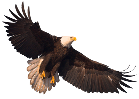 Eagle Png Image With Transparency, Free Download - Eagle, Transparent background PNG HD thumbnail
