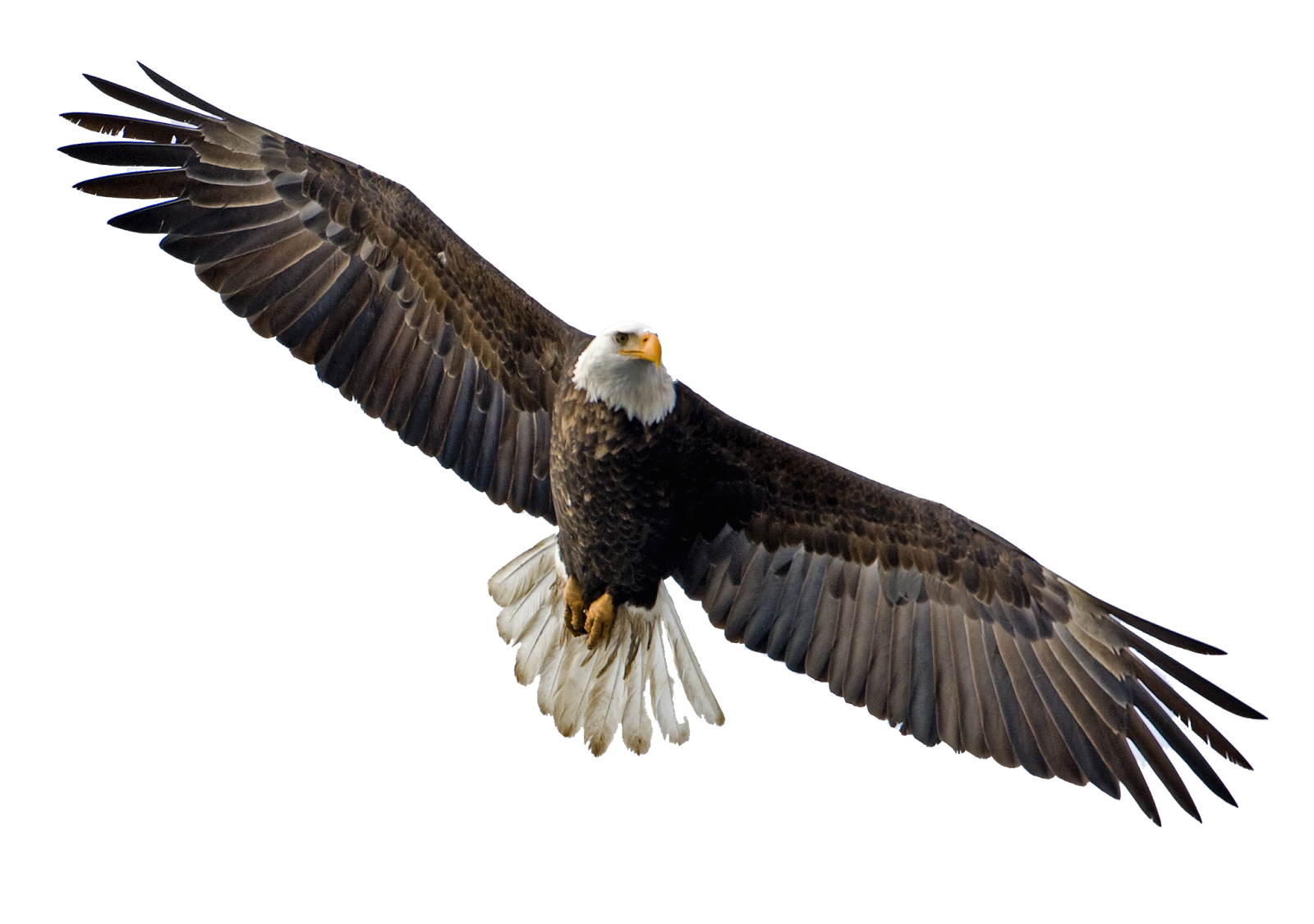 Flying Eagle Png Image - Eagle, Transparent background PNG HD thumbnail