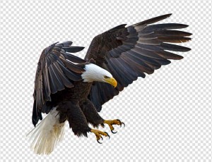 Eagle Png Image #2 - Eagle, Transparent background PNG HD thumbnail