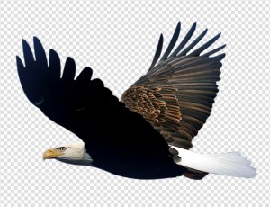 Eagle Png Image #3 - Eagle, Transparent background PNG HD thumbnail