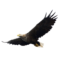 Eagle Png Image Download Png Image - Eagle, Transparent background PNG HD thumbnail