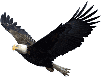 Eagle Png Image, Free Download - Eagle, Transparent background PNG HD thumbnail