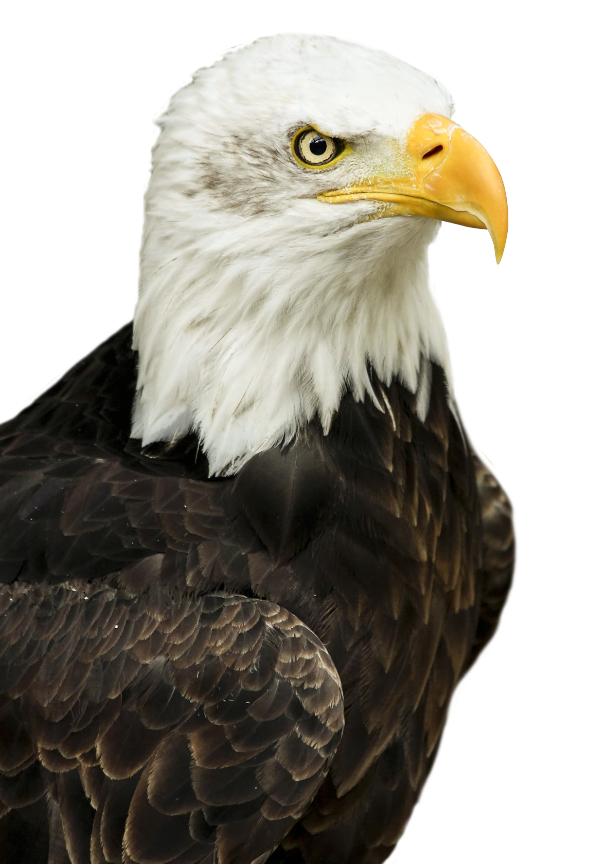 Eagle Png Transparent Image - Eagle, Transparent background PNG HD thumbnail