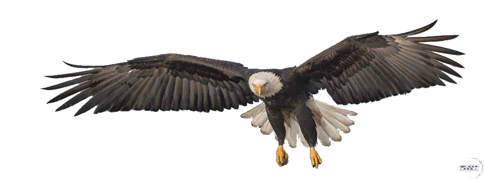 Eagle png image