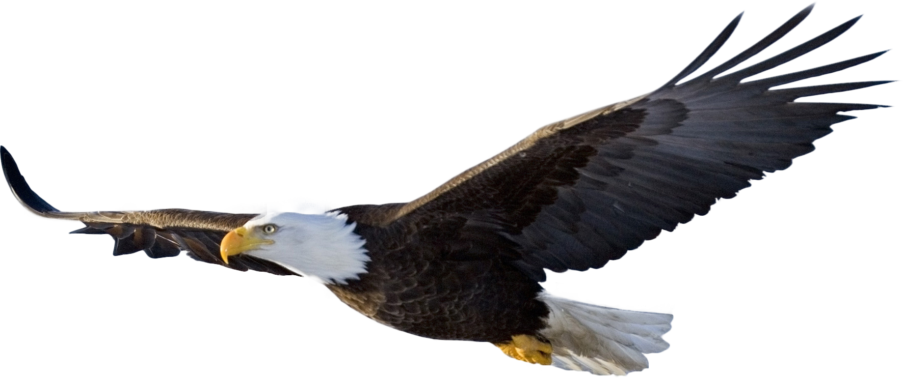 Eagle logo PNG image, free do