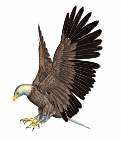 Flying Eagle PNG HD