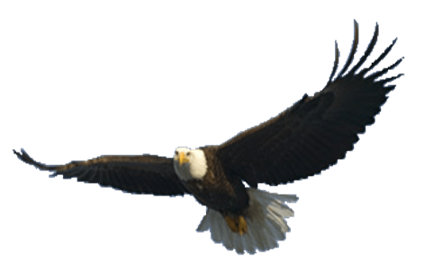 Download Png Image   Flying Eagle Png Image Download 403 - Eagle, Transparent background PNG HD thumbnail