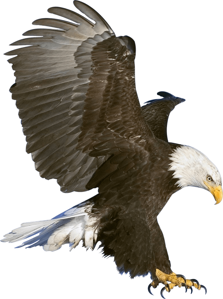 Eagle Claws - Eagle, Transparent background PNG HD thumbnail