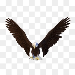 Eagle, Eagle, Eagle Material, Material Png Image And Clipart - Eagle, Transparent background PNG HD thumbnail