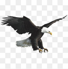 Eagle, Eagle, Fly, Sky Png Image And Clipart - Eagle, Transparent background PNG HD thumbnail