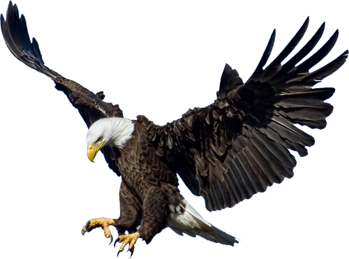 Eagle Png 3 Png Image - Eagle, Transparent background PNG HD thumbnail