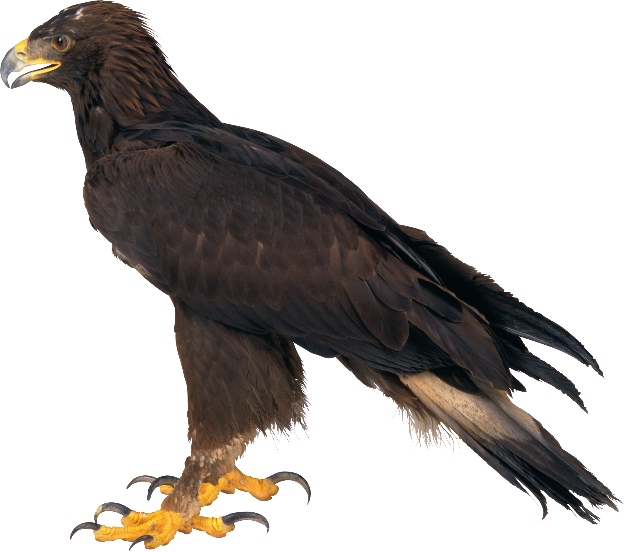 Eagle Png Image Download PNG 