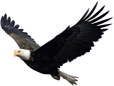 Flying Eagle - Eagle, Transparent background PNG HD thumbnail