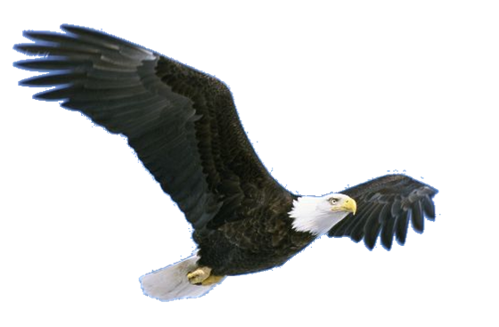 Flying Eagle Png Pic - Eagle, Transparent background PNG HD thumbnail