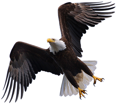 Png File Name: Flying Eagle Hdpng.com  - Eagle, Transparent background PNG HD thumbnail