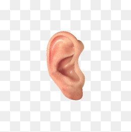 Do Not Pull Out The Ear, Ear, Ear, Real Shot Png Image - Ear, Transparent background PNG HD thumbnail
