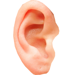 Ear Png Pic - Ear, Transparent background PNG HD thumbnail