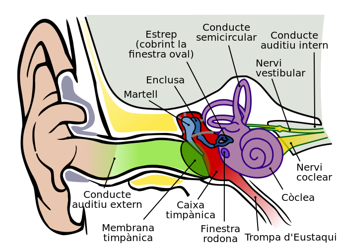 File:anatomy Of The Human Ear 1 Cat.svg - Ear, Transparent background PNG HD thumbnail