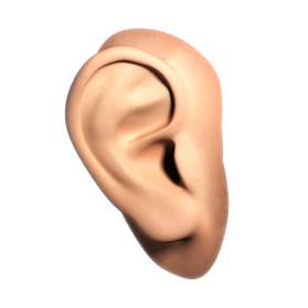Human Ear Png File - Ear, Transparent background PNG HD thumbnail