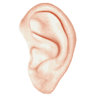Similar Ear Png Image - Ear, Transparent background PNG HD thumbnail