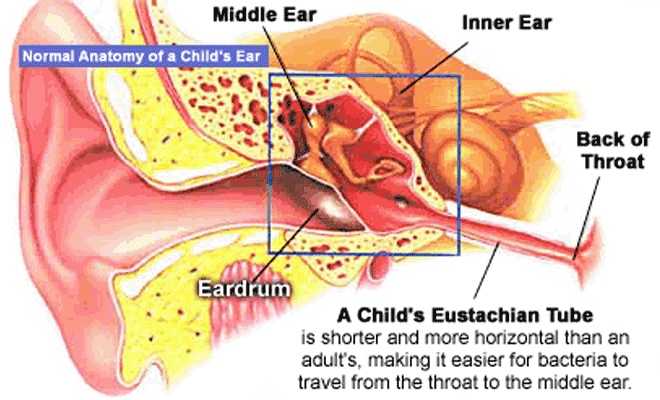 Ear Infection Png Hdpng.com 660 - Ear Infection, Transparent background PNG HD thumbnail