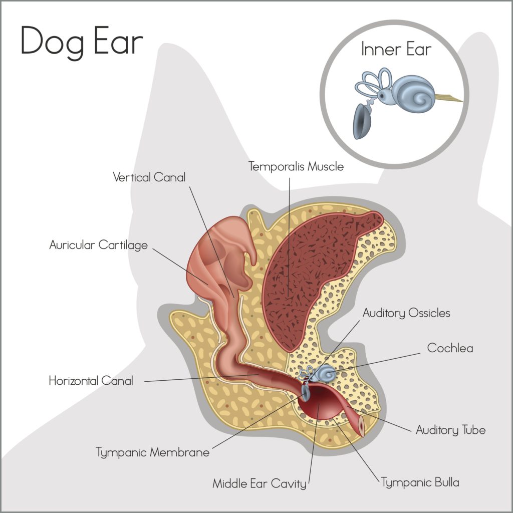 Ear Infection PNG-PlusPNG.com