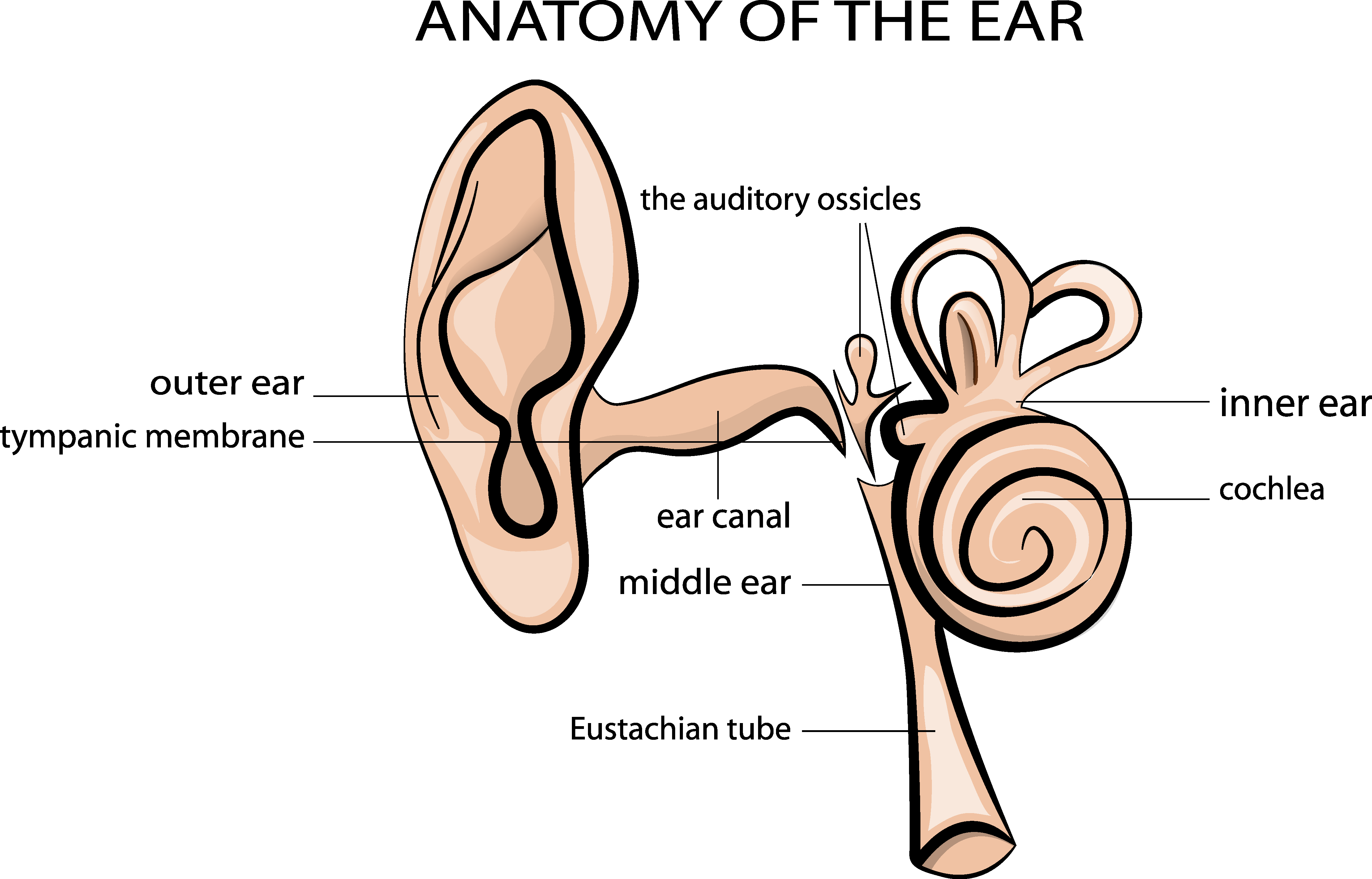 Ear - Ear Infection, Transparent background PNG HD thumbnail