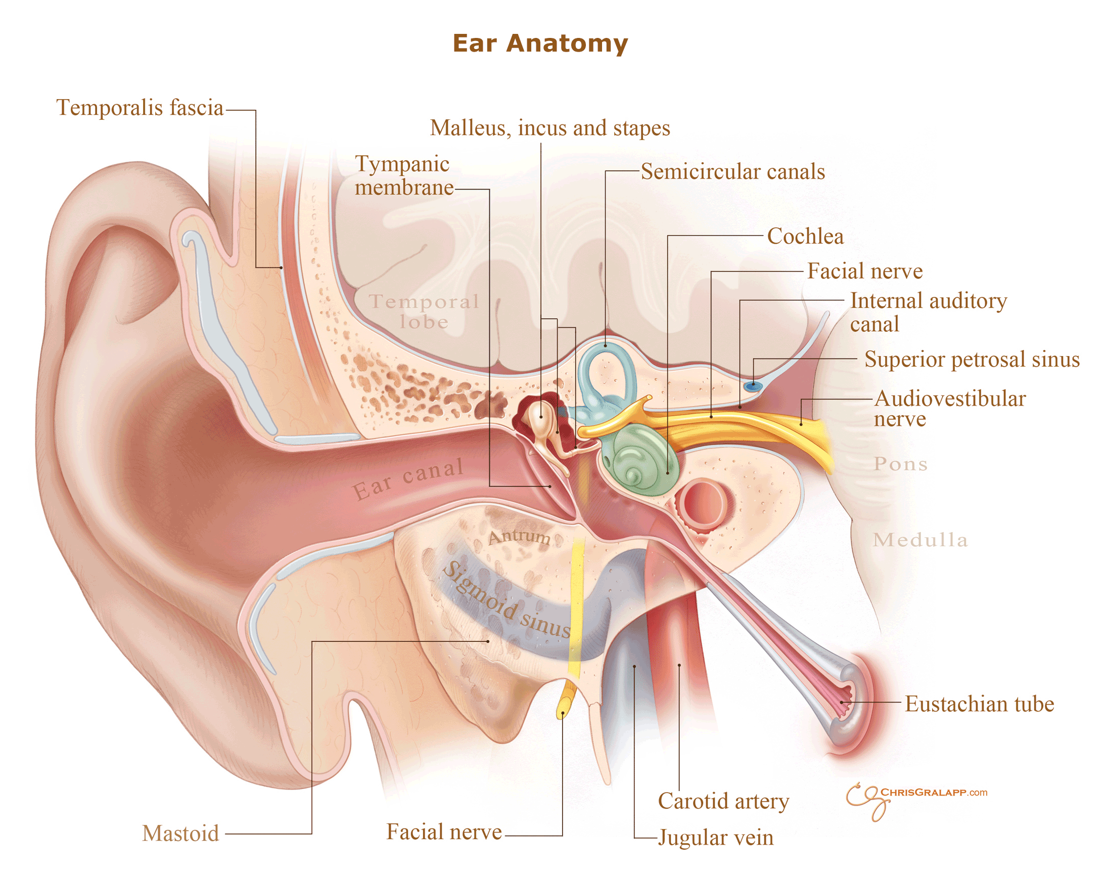 Ear Infection Treatment Marke