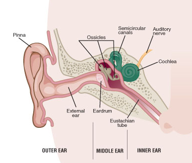 Ear Infections Are Caused By Inflammation And Excess Fluid In The Air Filled Space Behind The Eardrum. The Inflammation And Fluid Cause An Increase In Hdpng.com  - Ear Infection, Transparent background PNG HD thumbnail