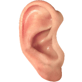 Ear Png Picture Png Image - Ear, Transparent background PNG HD thumbnail