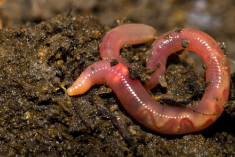 According To Research Done At The Rothamsted Experimental Station, Depending On The Soil Quality, There Can Be Anywhere From 250,000 1.75 Million Earthworms Hdpng.com  - Earthworms In Soil, Transparent background PNG HD thumbnail