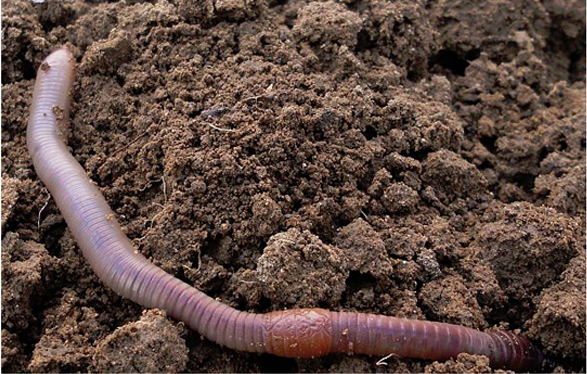 Deep Living Earthworms - Earthworms In Soil, Transparent background PNG HD thumbnail