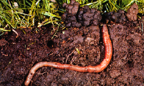 Earthworms In Soil Png - Earthworms In Organic Soil, Transparent background PNG HD thumbnail