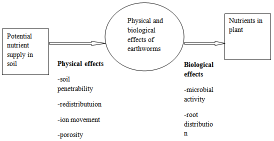 Surface-feeding earthworms