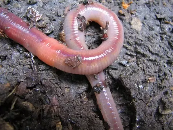 Sunlight Is Deadly To Earthworms Because It Dries Out Their Skin.earthworms Must Be Able To Maintain Moist Skin In Order To Breathe.therefore,they Prefer To Hdpng.com  - Earthworms In Soil, Transparent background PNG HD thumbnail