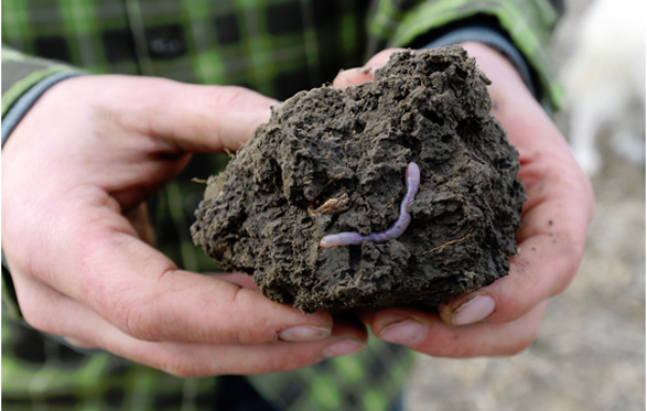 Earthworms In Soil Png - Surface Feeding Earthworms, Transparent background PNG HD thumbnail