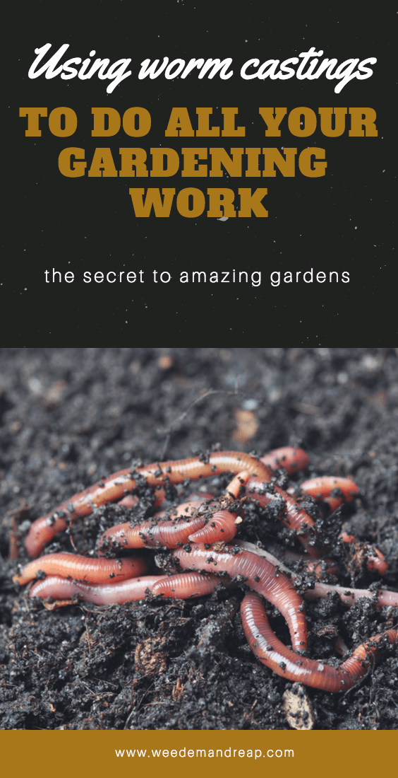 Worm Castings   For All Your Gardening Work - Earthworms In Soil, Transparent background PNG HD thumbnail