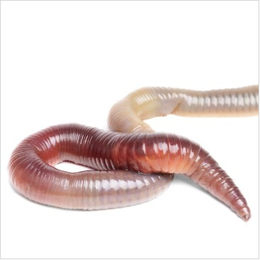 Worms - Earthworms In Soil, Transparent background PNG HD thumbnail