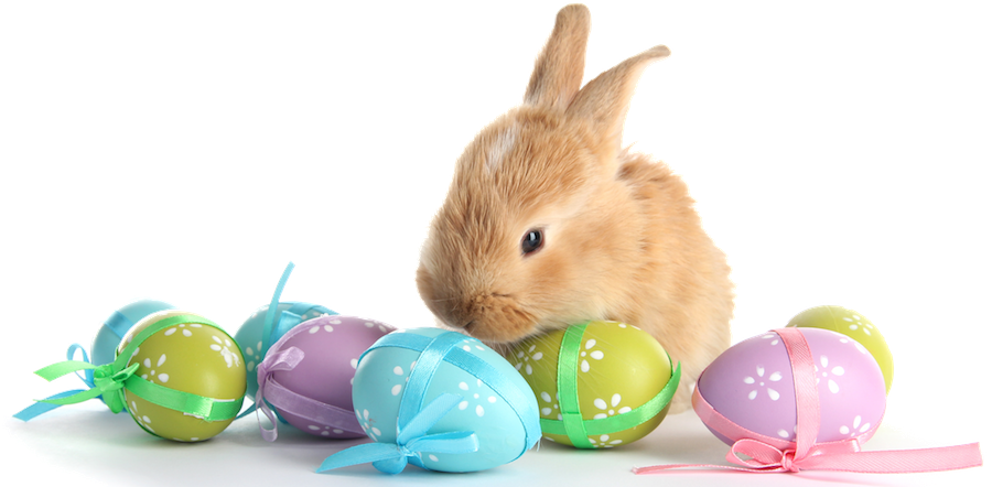 Easter   Marges Specialties - Easter Bunny With Eggs, Transparent background PNG HD thumbnail