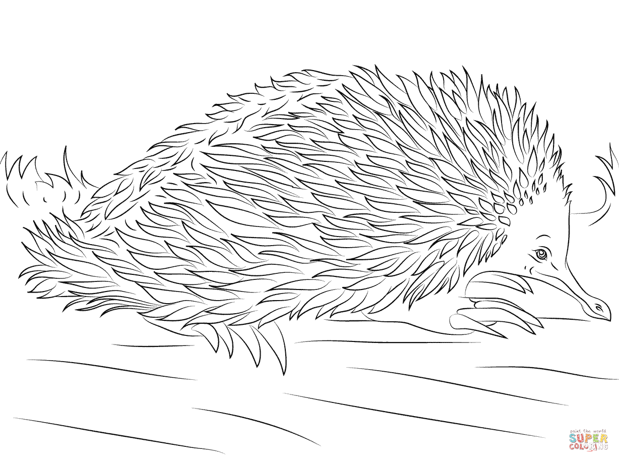 File:Echidna (PSF).png
