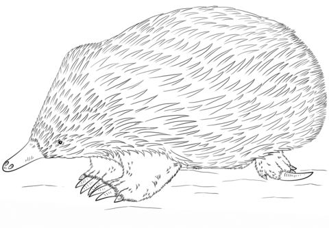 Echidna PNG Black And White - Click To See Printable