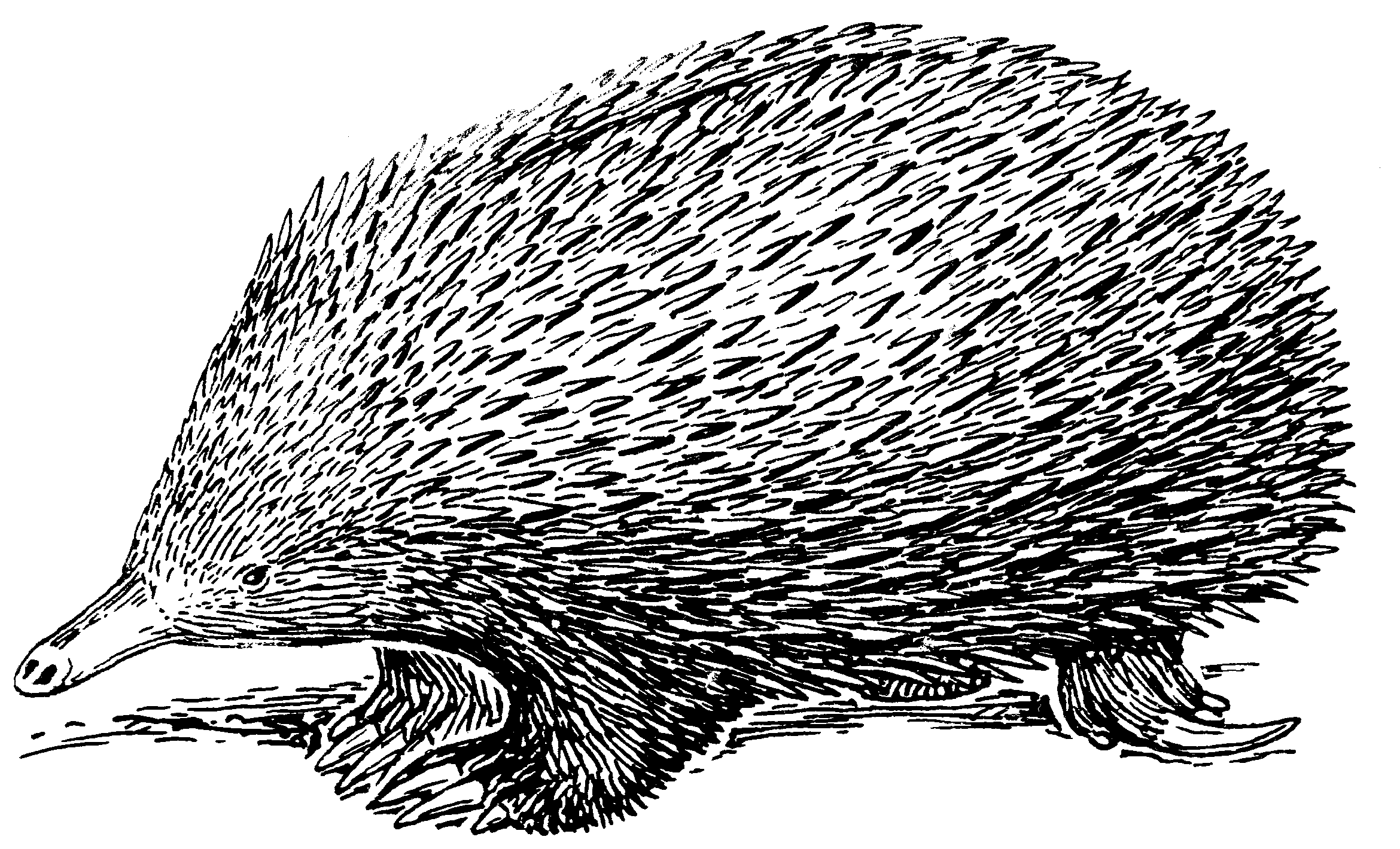 Echidna PNG Black And White - File:Echidna (PSF).png