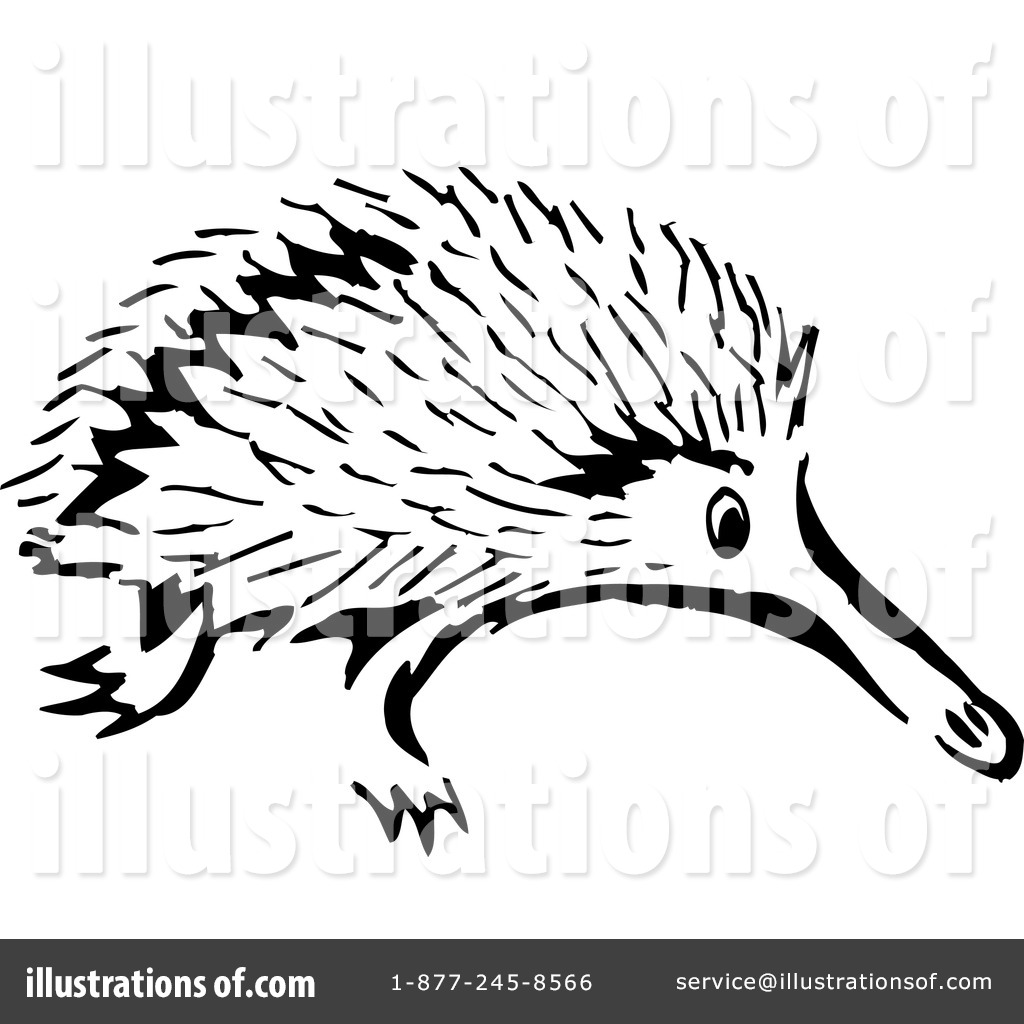 Echidna PNG Black And White - Pin Porcupine Clipart 